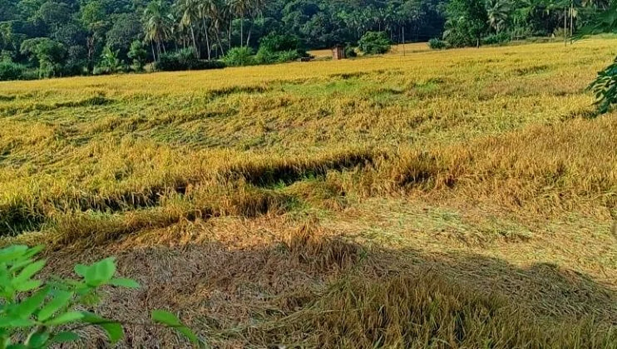 उन पावसाच्या खेळासोबत शेतकऱ्यांची कसरत..!