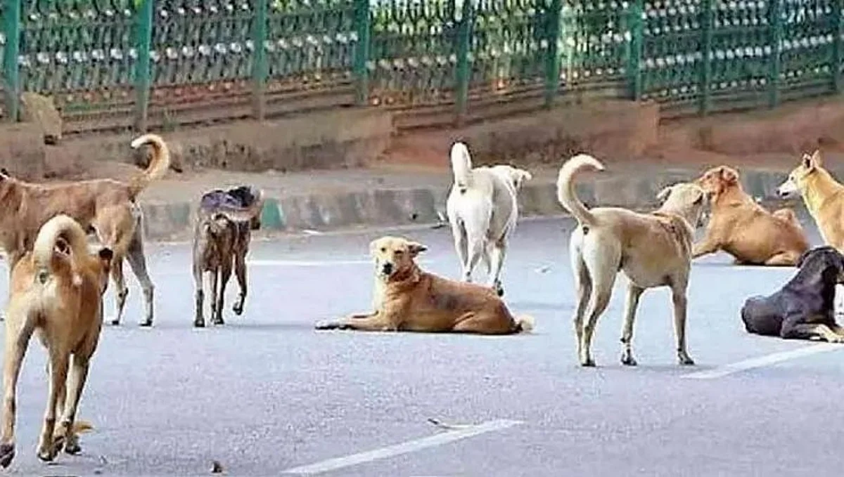 Dog |Goa News