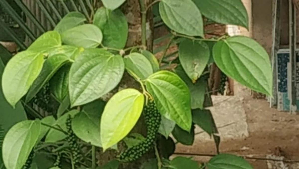Goa: राज्यात मिरीचे उत्पादन घटणार