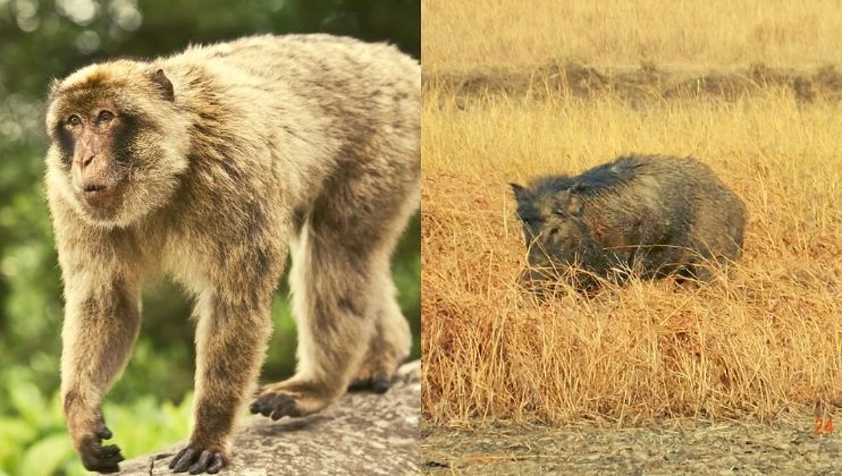 रानडुकरांप्रमाणेच खेती आणि माकडांनाही मारण्याची परवानगी द्या ; शेतकऱ्यांची मागणी