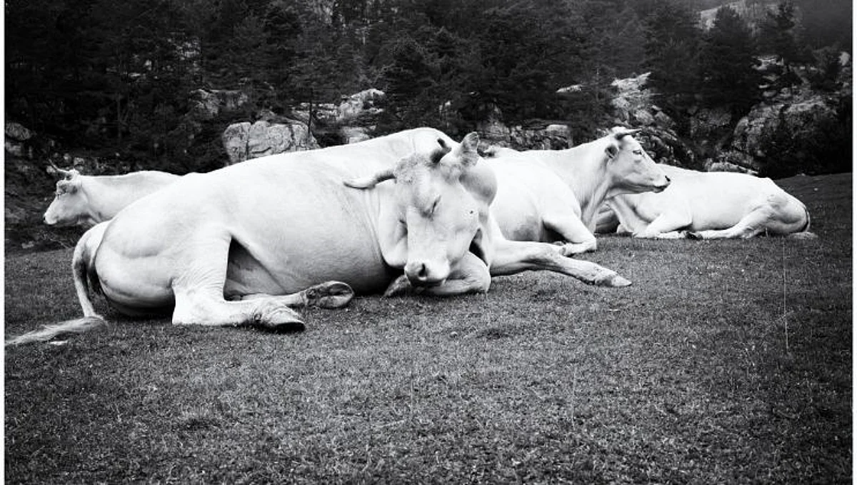 Stray cattle