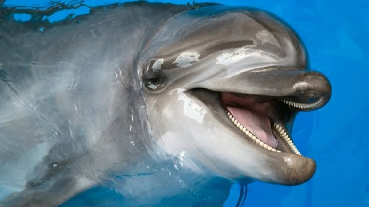 Dolphins