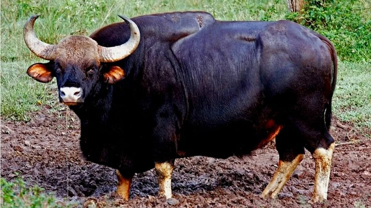 One injured in Gaur Attack