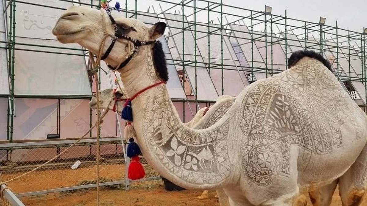 World Biggest Camel Beauty Contest in Saudi Arabia