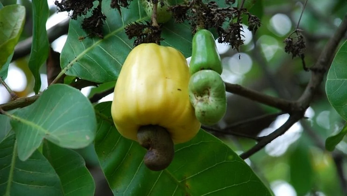 Cashew Production in Canacona Goa