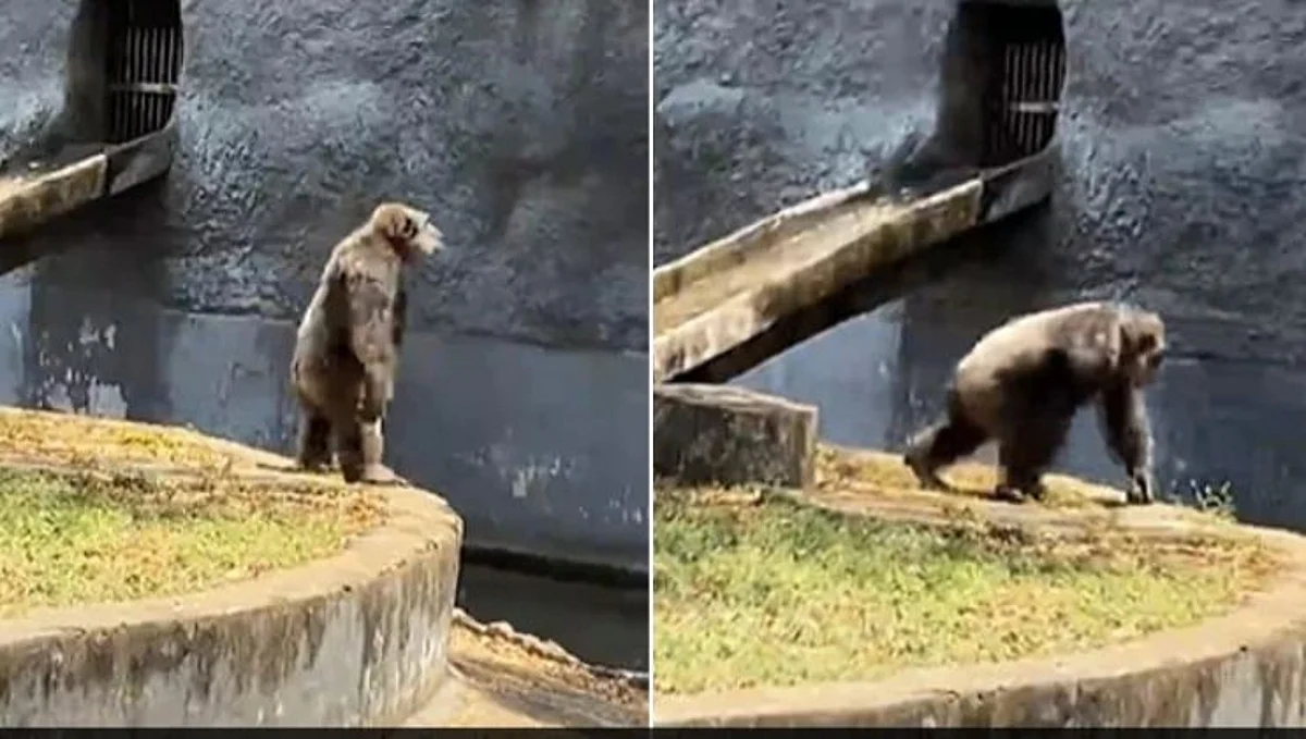 VIDEO VIRAL: 'पुष्पा' चा खुमार कायम, गोरिल्लाने केली 'श्रीवल्ली' वर हुकस्टेप