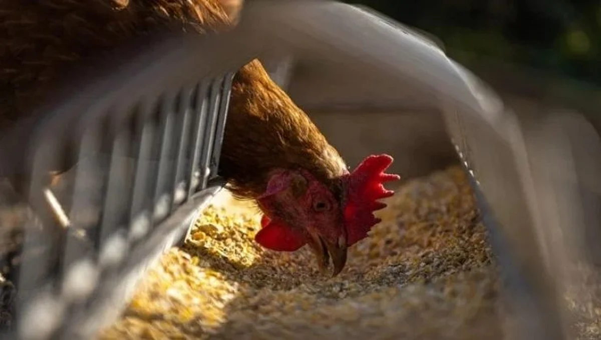 H5Bird Flu: अमेरिकेत आढळला जगातील पहिला रुग्ण