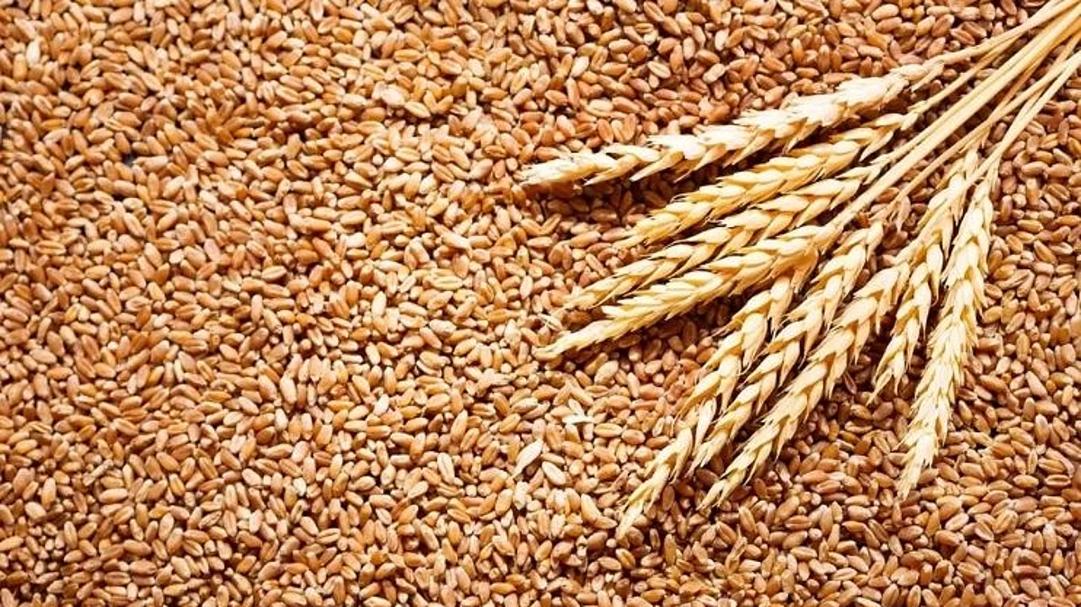 गहू निर्यात बंदीचा परिणाम; देशांतर्गत बाजारात गहू स्वस्त होणार