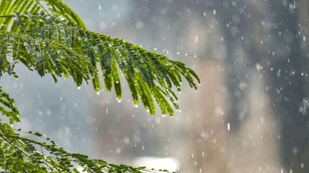 Monsoon News