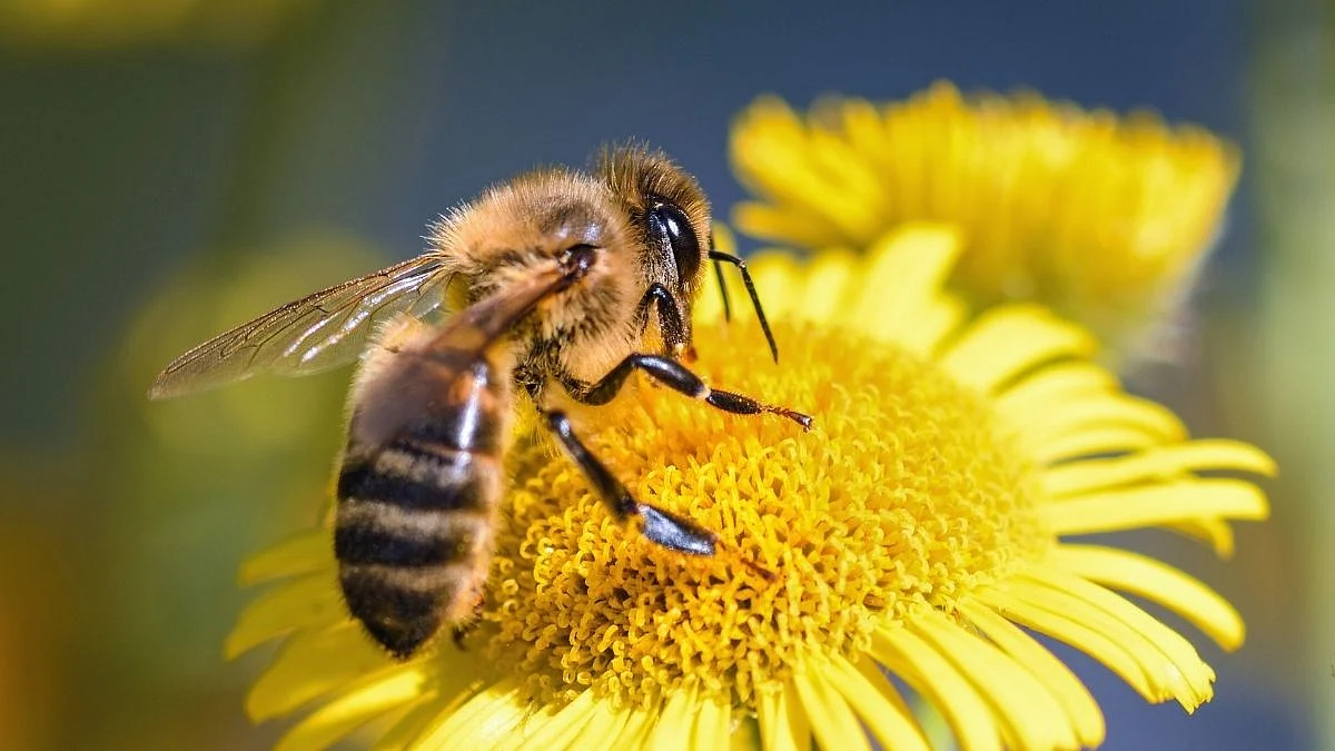 World Bee Day 2022:
