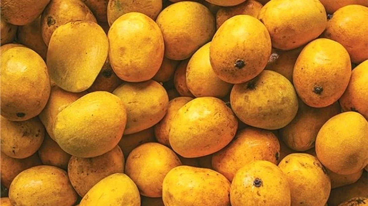 Goa Mankurad Mango