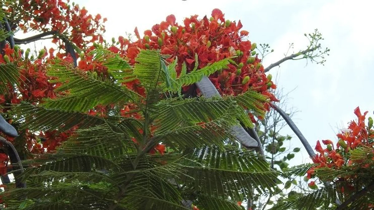 ग्रीष्मातला राजा ‘गुलमोहर’चा बहार