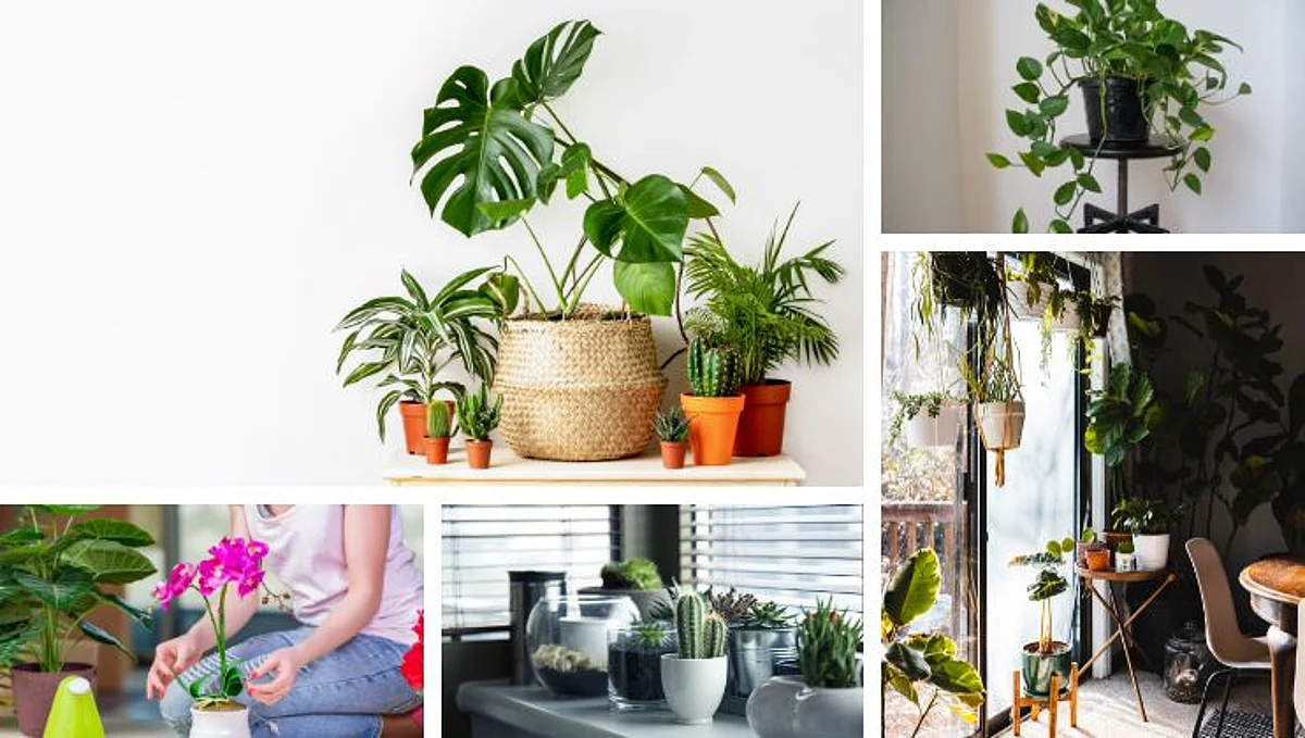 Home Decor Ideas: 'या' झाडांमुळे घराला मिळेल मस्त लुक
