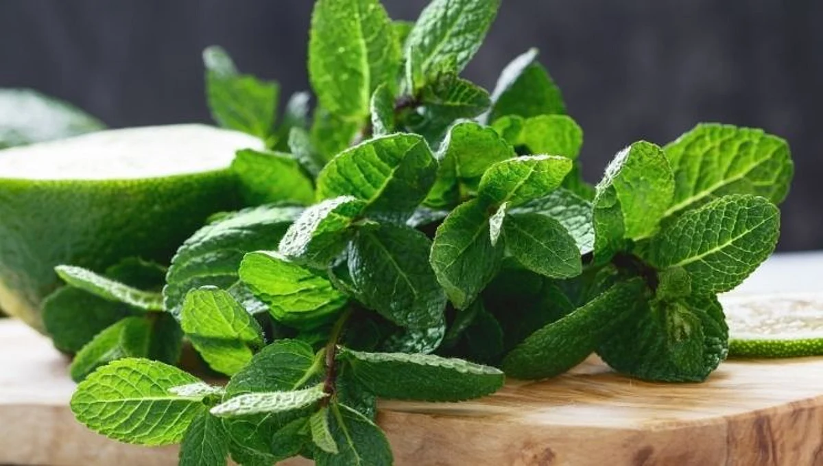 Mint Leaves: उष्माघातावर 'पुदिना' रामबाण उपाय