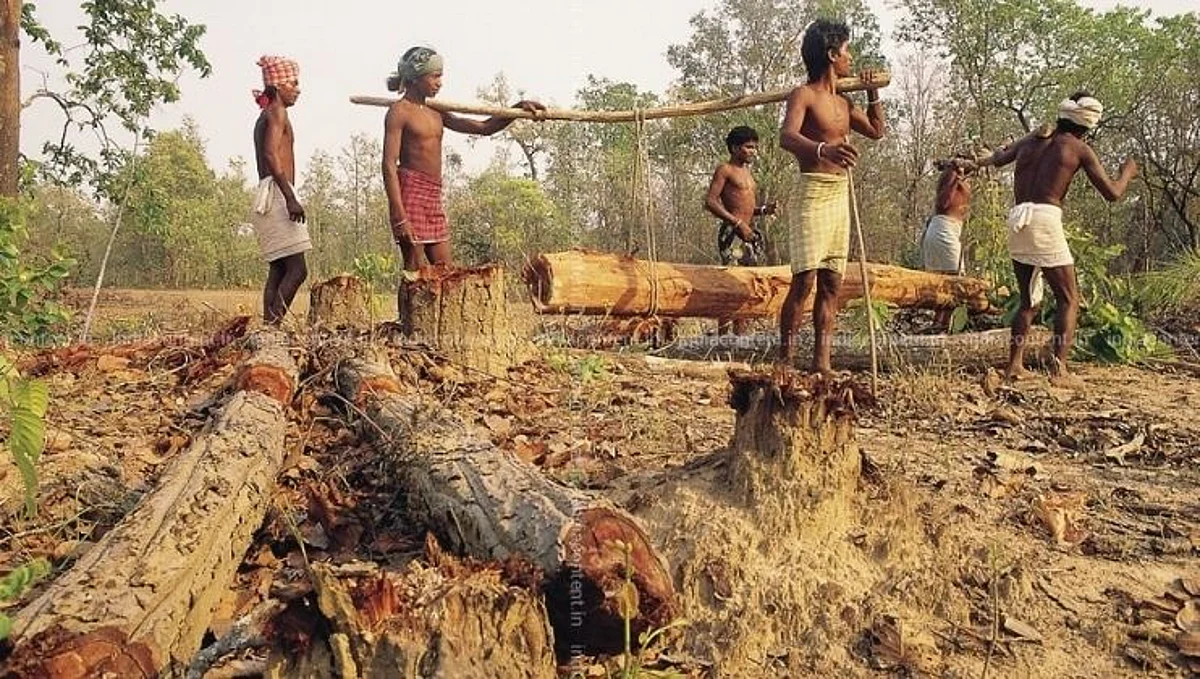 आसगावात झाडांच्या कत्तलीचे षडयंत्र उघड, बिल्डर लॉबीची करामत