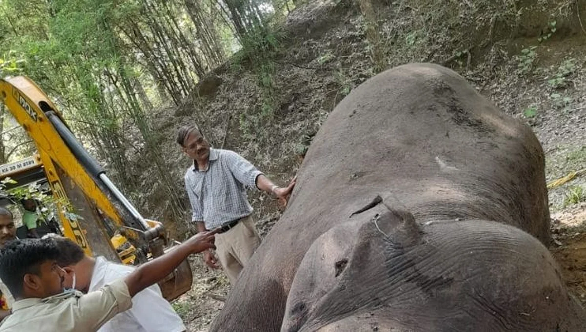 कर्नाटकमध्ये दोन हत्तींच्या झुंजीत एकाचा मृत्यू