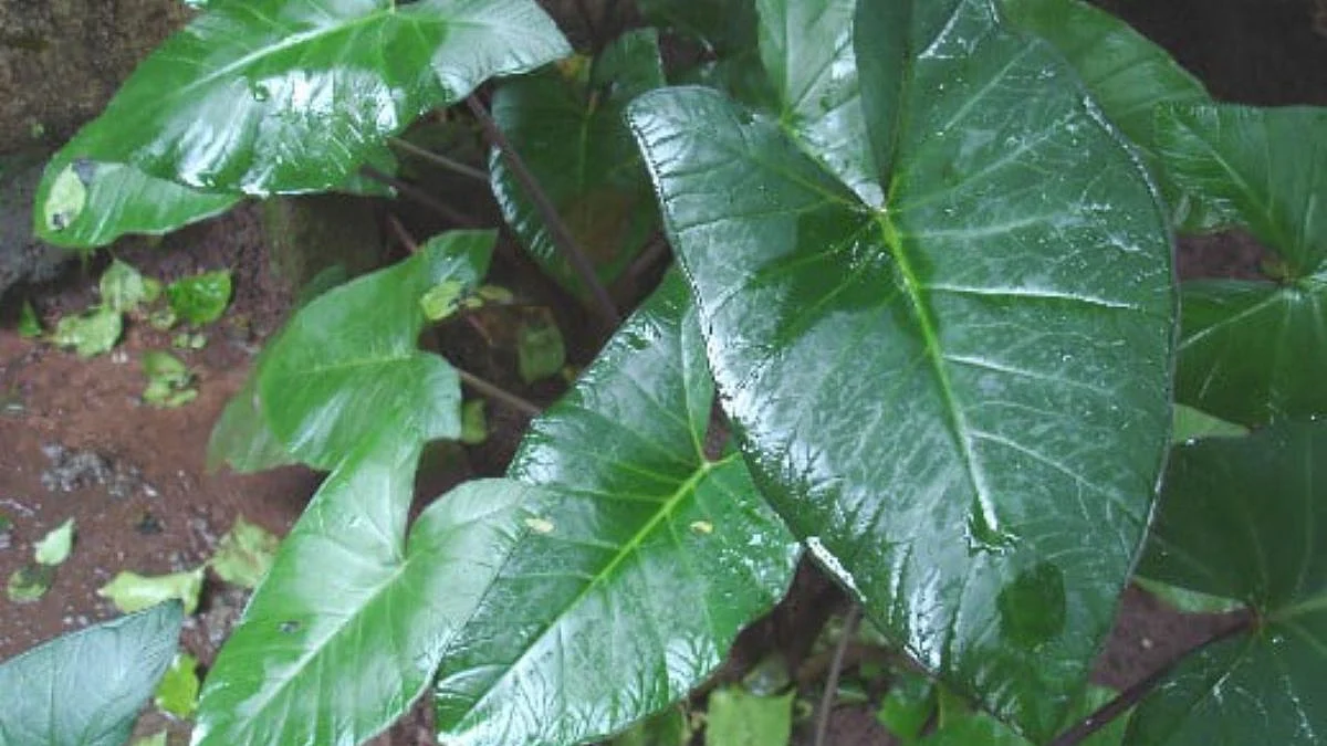 Monsoon Care Tips: रान-वनाचे पावसाळी दान