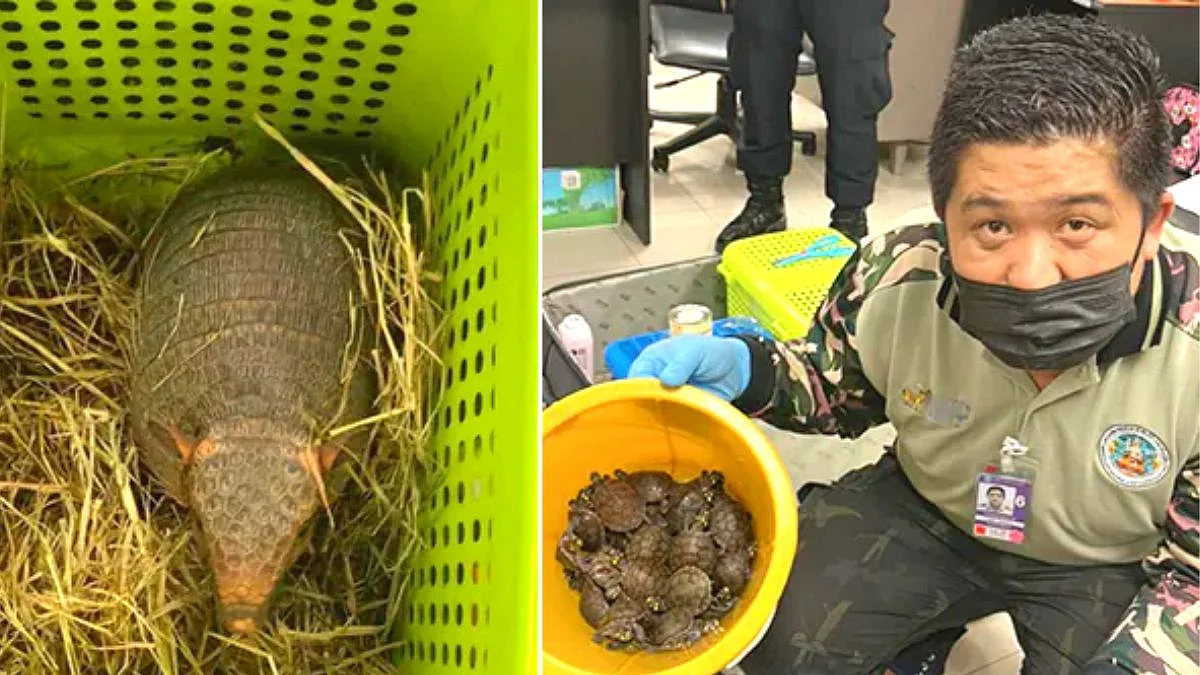 109 animals found in Indian women bags at Thailand airport
