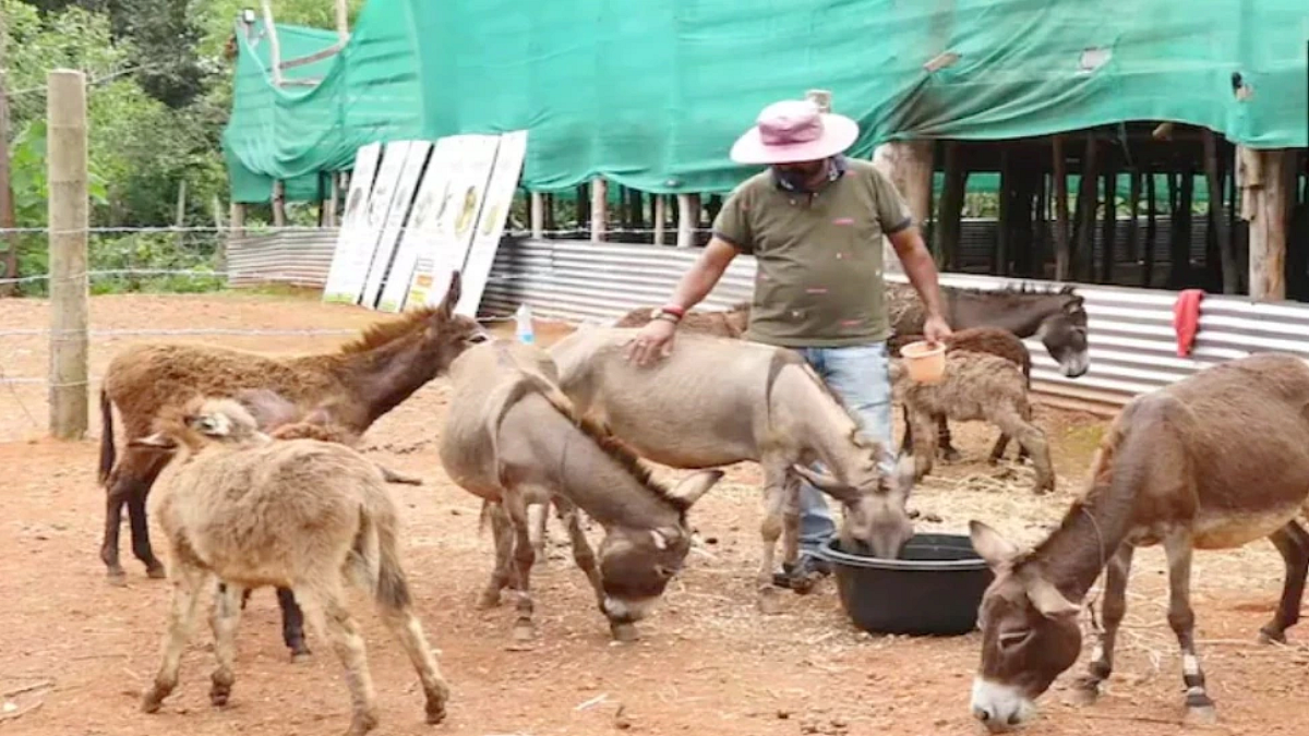 Donkey Milk Business: गाढवीणीचे दूध विकून आयटी इंजिनिअर झाला 'लखपती'