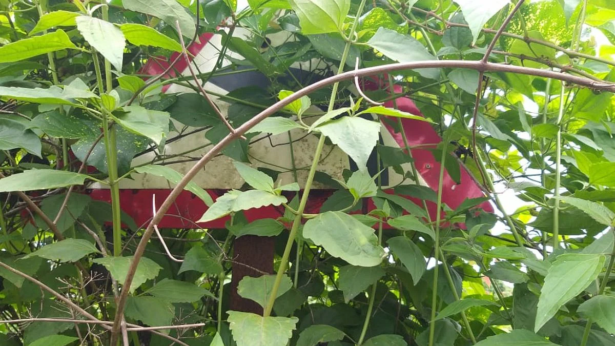 मडगाव-कारवार हमरस्त्यावरील दिशादर्शक फलक लपले झाडीत
