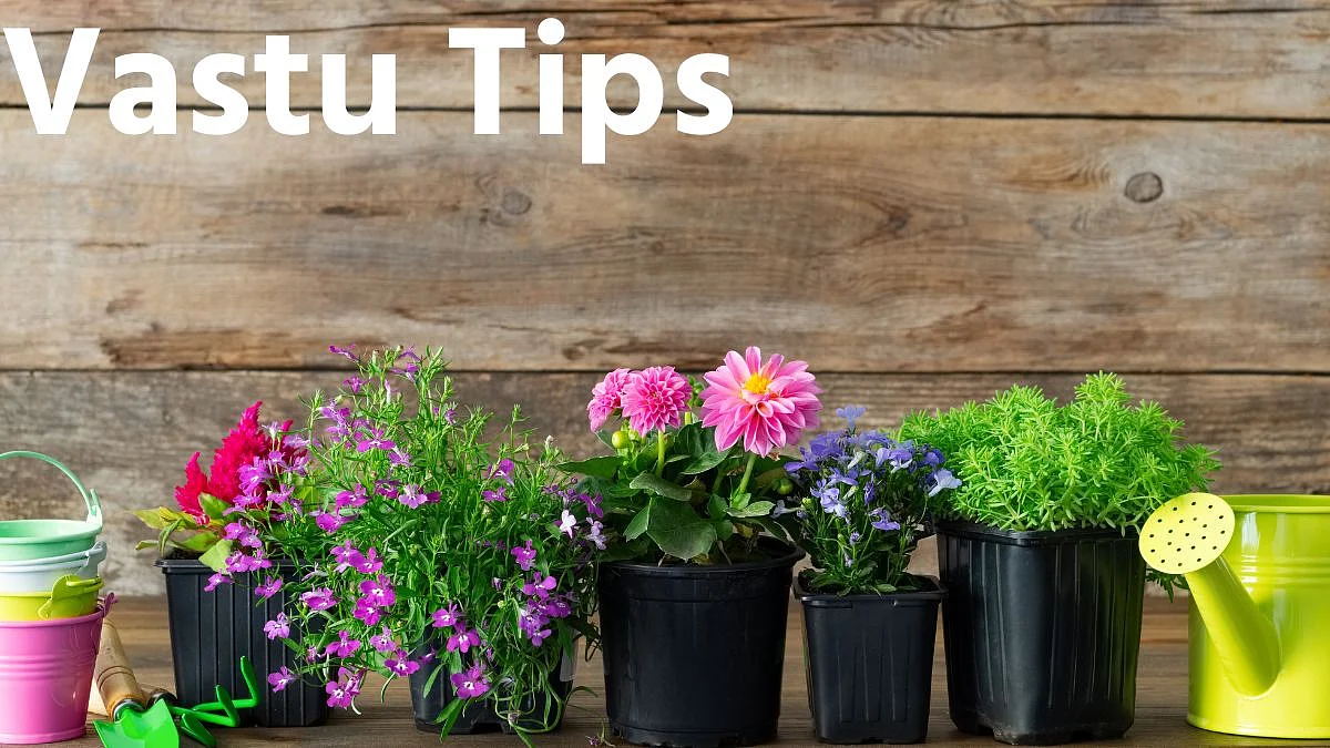Vastu Tips For Plant: अनेक फायदे देणारं ‘हे’ रोप घरात असायलाच हवे!