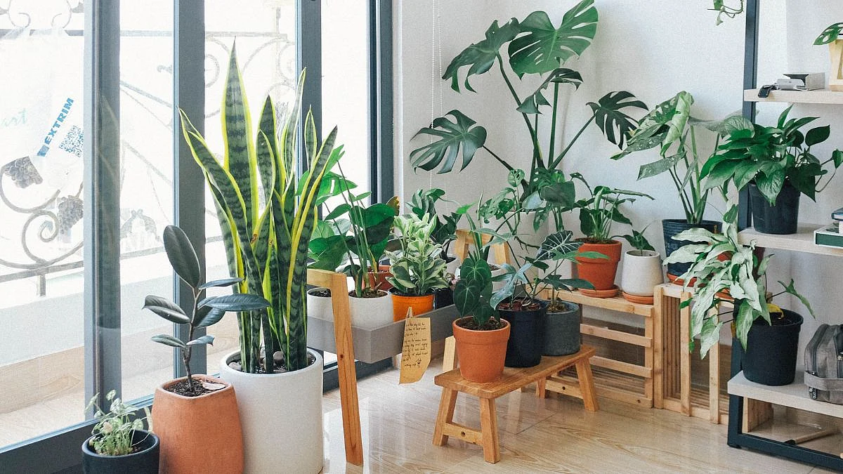Unlucky Plants