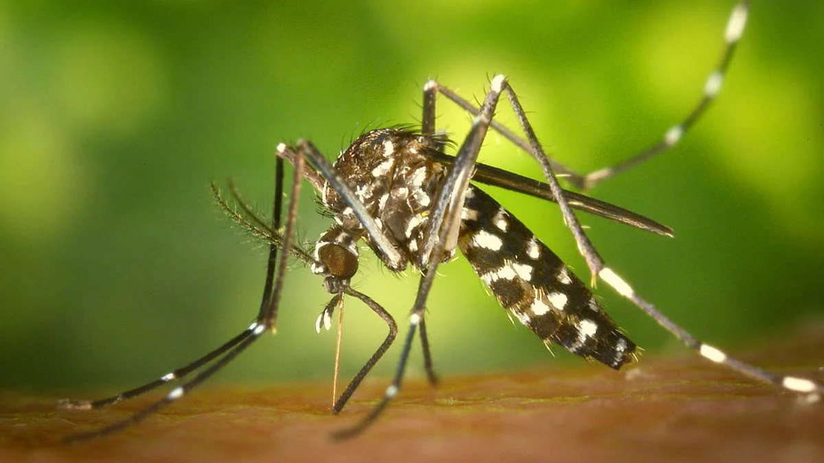 Suspected chikungunya patients in salcete area including Margao