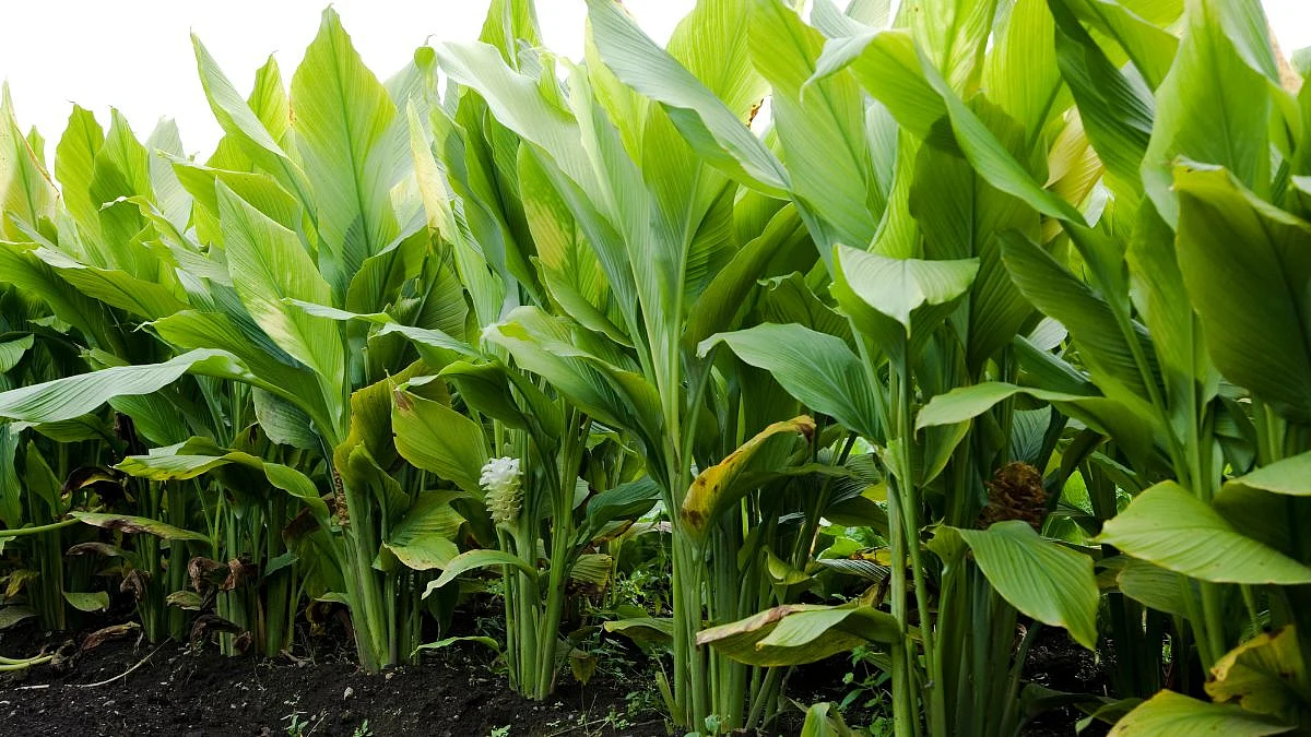 black turmeric