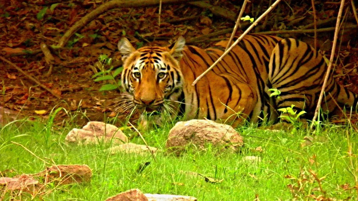 International Tiger Day