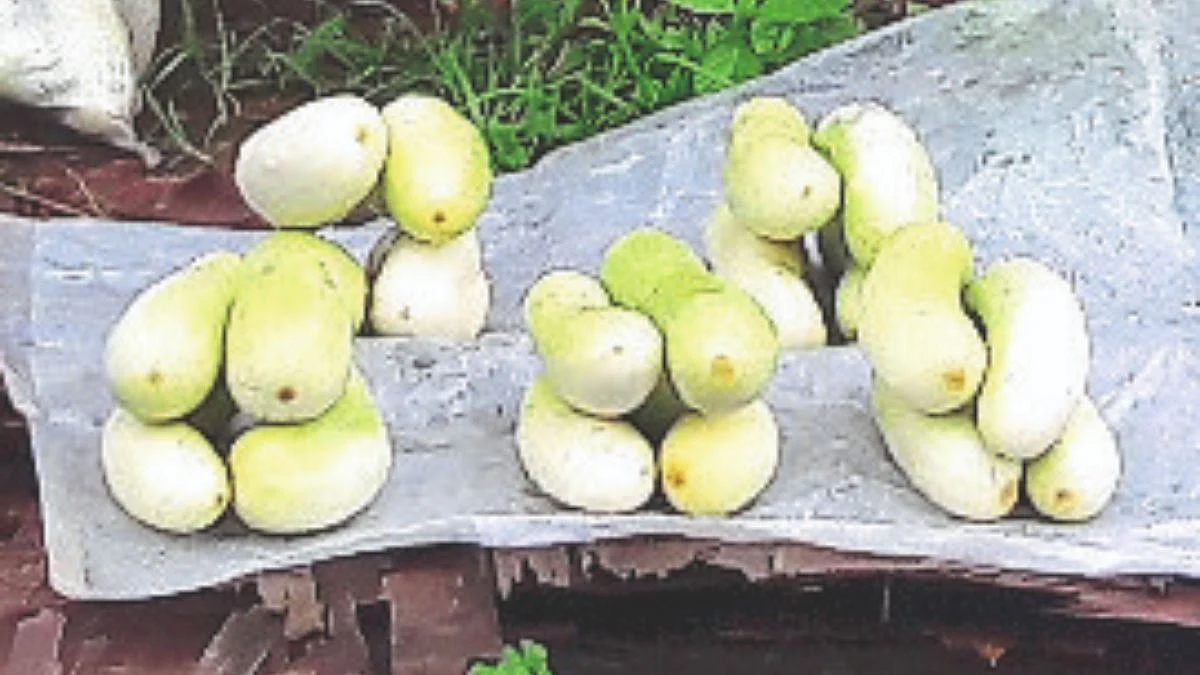 Goa Agriculture