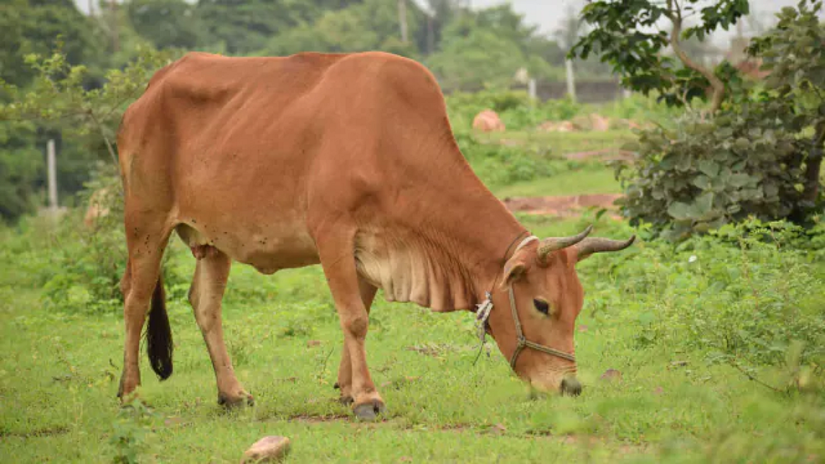 Cow