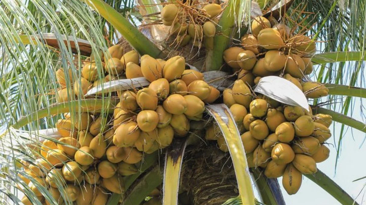 coconat tree