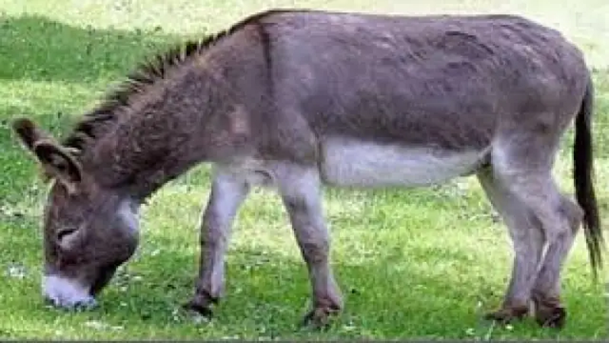Donkey