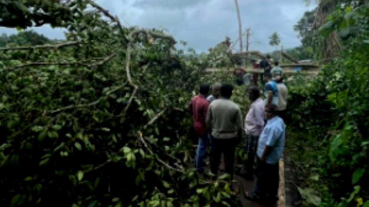 Tree Fallen