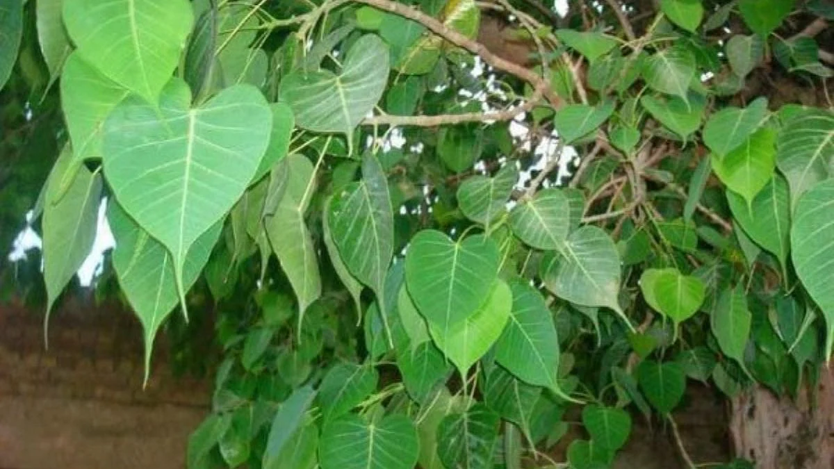 Astrology Tips For Peepal Planting