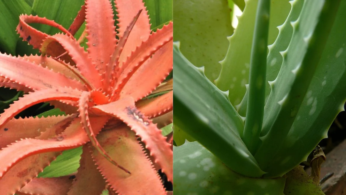 Benefits of Pink Aloe Vera for skin