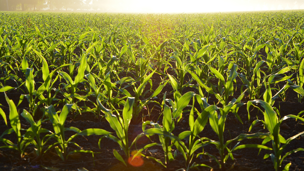 Goa Agriculture | Farm