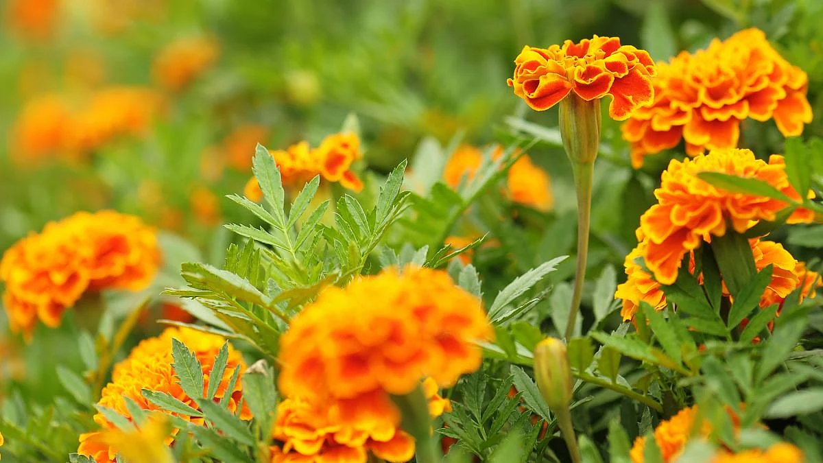 Goa News |Marigold