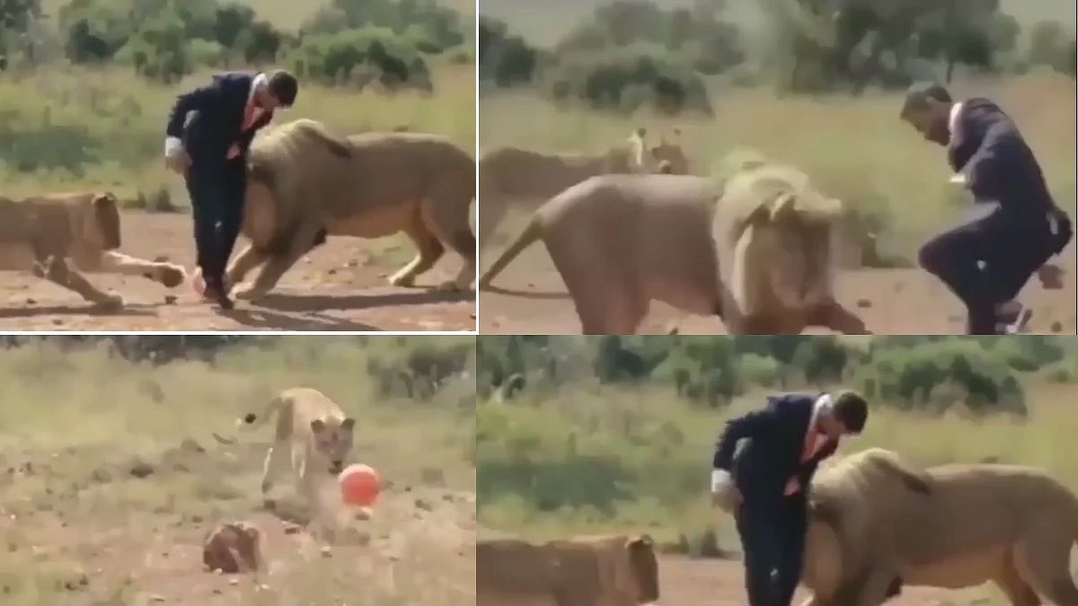 Lion And Lioness Video