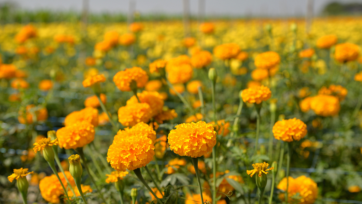 Goa Agriculture | Marigold