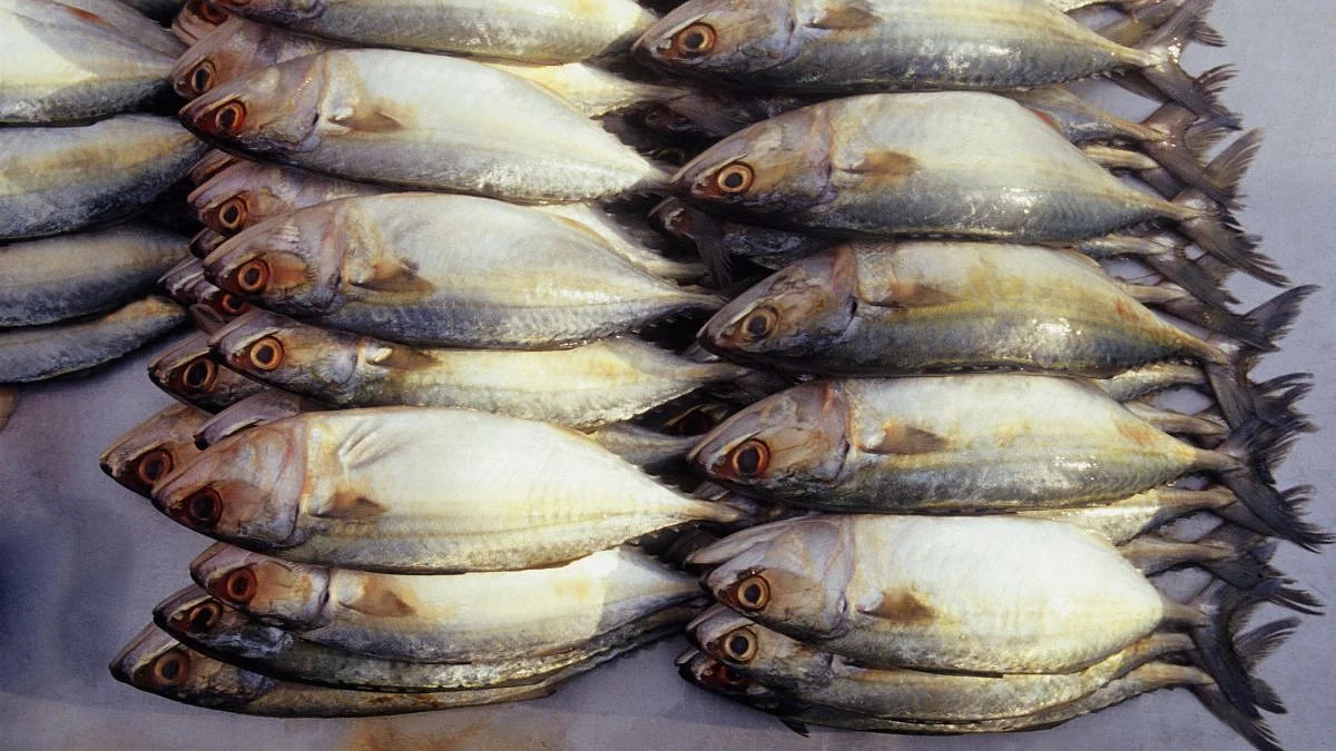 Goa Fish Rate: गोवा राज्यात शंभर रुपयांना पंधरा 'बांगडे'