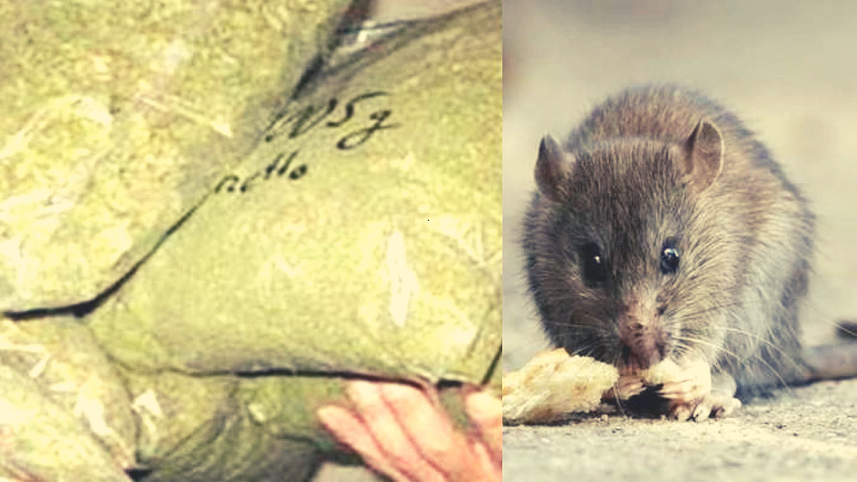 Rats