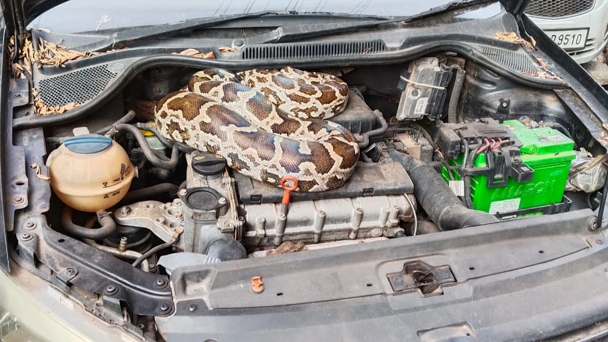 Python
