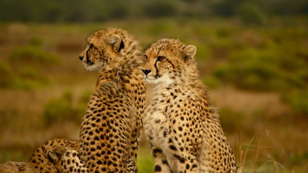 Cheetah