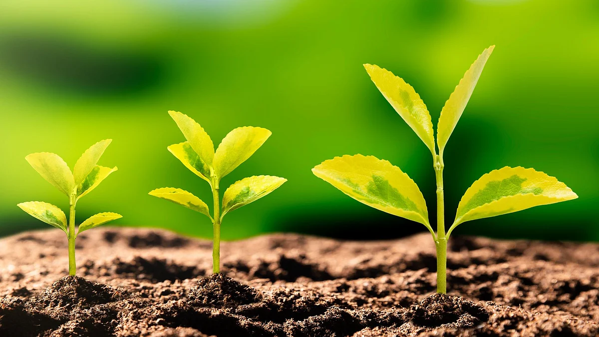 World Soil Day