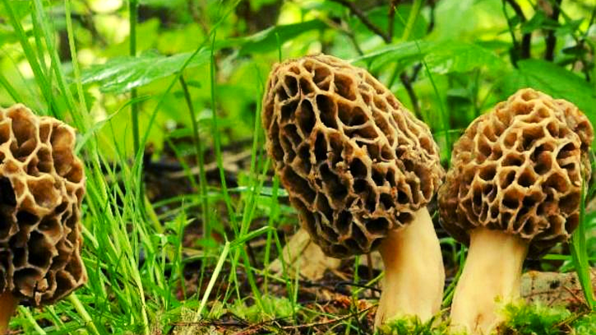 Business Idea| Gucchi Mushroom