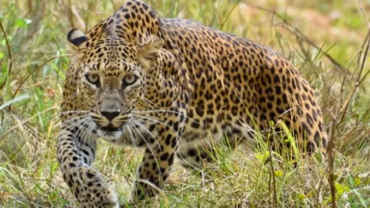 Leopard Death News