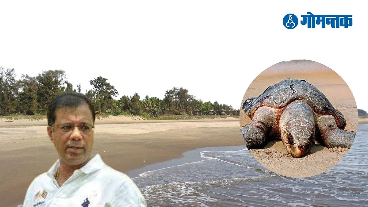Olive Ridley Turtle | Olive Ridley Sea Turtle