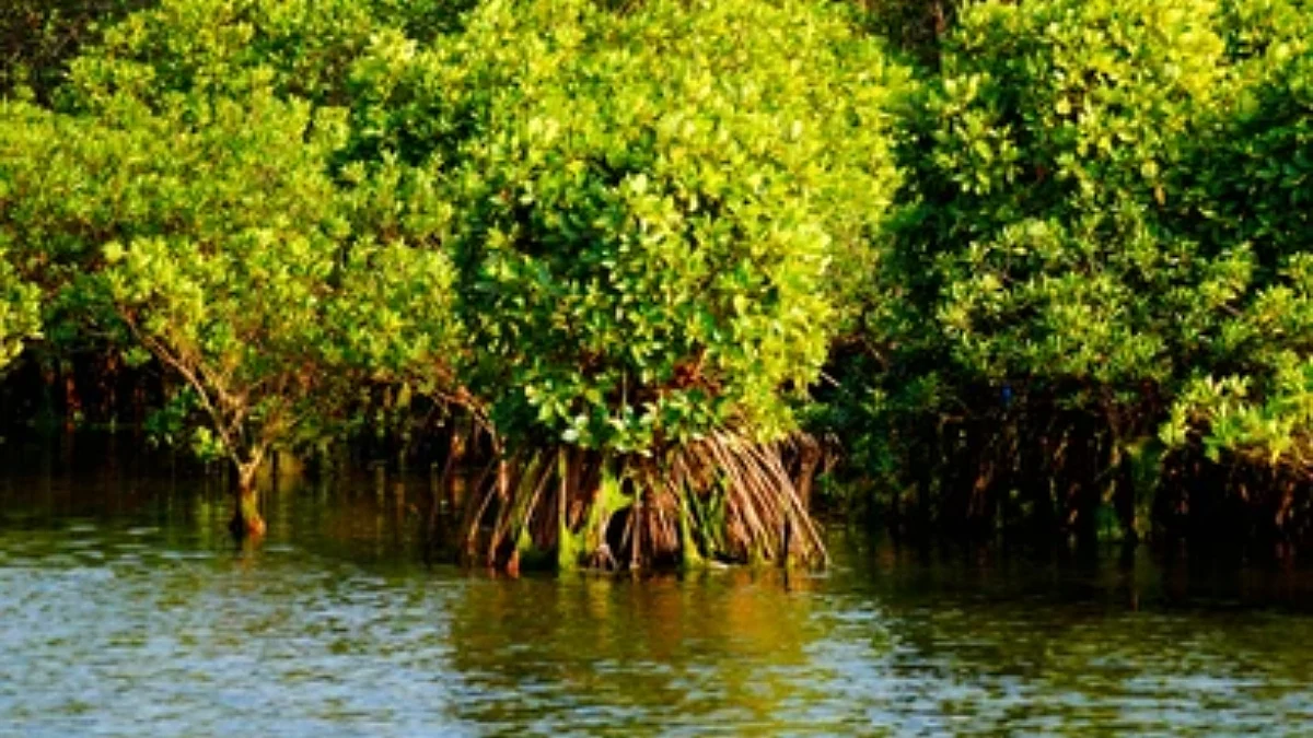 Mangrove trees