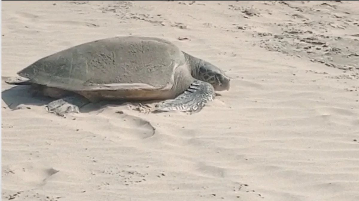 Olive Ridley Turtle